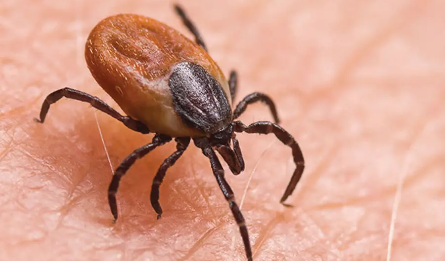 Scrub typhus : ఆంధ్రప్రదేశ్‌లో స్క్రబ్ టైఫస్ కేసులు పెరుగుతున్నాయి