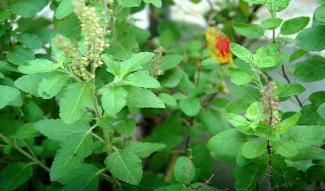 Tulasi : రోగనిరోధక శక్తిని పెంచే తులసి ఆకులు.. ఆరోగ్యానికి సహజ వరం