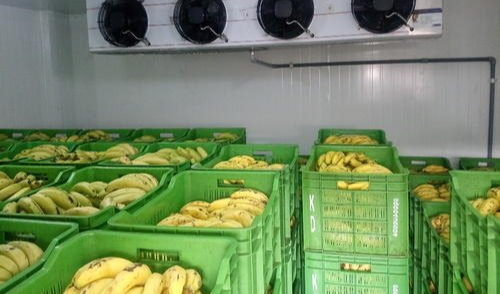 Banana Storage :  అరటిపండ్లను ఎక్కువ కాలం తాజాగా ఉంచే చిట్కాలు