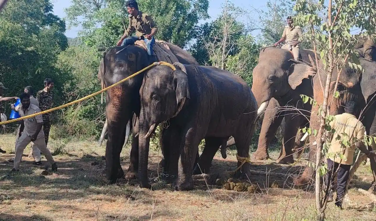 పలమనేరు ఏనుగు పట్టివేత.. పవన్ ప్రశంసలు