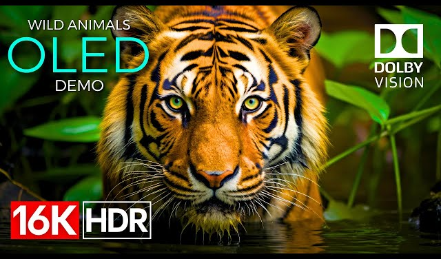 Wild Animals OLED Demo HDR 16K Ultra HD Dolby Vision™ 60fps